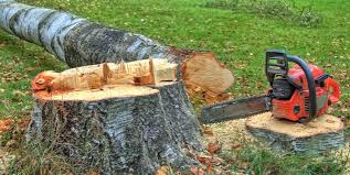 Best Storm Damage Tree Cleanup  in Hammond, IN