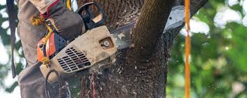 Trusted Hammond, IN Tree Removal Experts