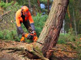 How Our Tree Care Process Works  in  Hammond, IN